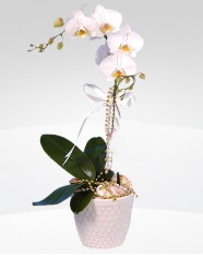 1 dall orkide saks iei  Hatay internetten iek sat 