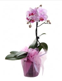 1 dal pembe orkide saks iei  Hatay hediye iek yolla 