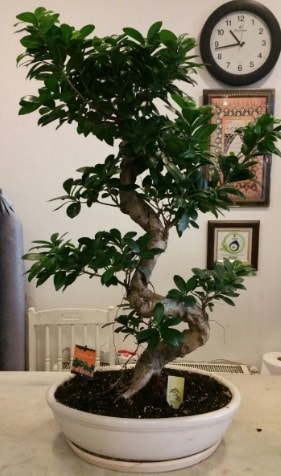100 cm yksekliinde dev bonsai japon aac  Hatay internetten iek siparii 