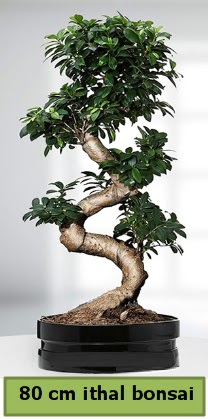 80 cm zel saksda bonsai bitkisi  Hatay cicekciler , cicek siparisi 