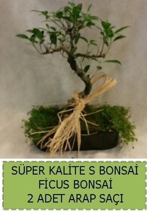 Ficus S Bonsai ve arap sa  Hatay cicekciler , cicek siparisi 
