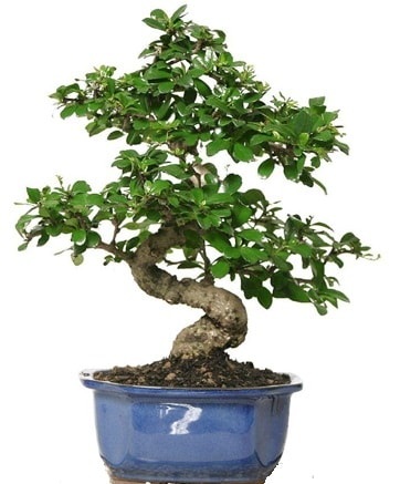 21 ile 25 cm aras zel S bonsai japon aac  Hatay cicekciler , cicek siparisi 