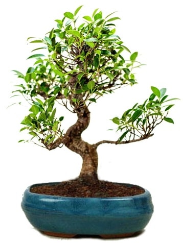 25 cm ile 30 cm aralnda Ficus S bonsai  Hatay iek siparii vermek 