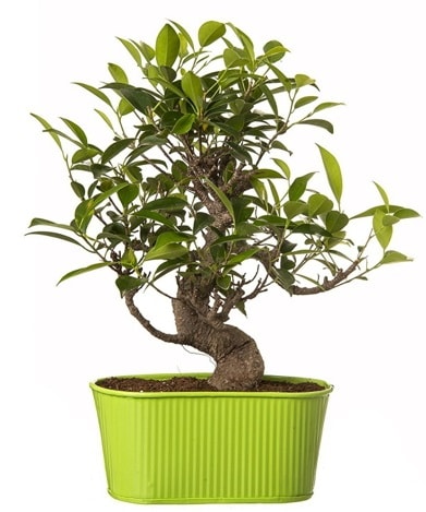 Ficus S gvdeli muhteem bonsai  Hatay iek servisi , ieki adresleri 